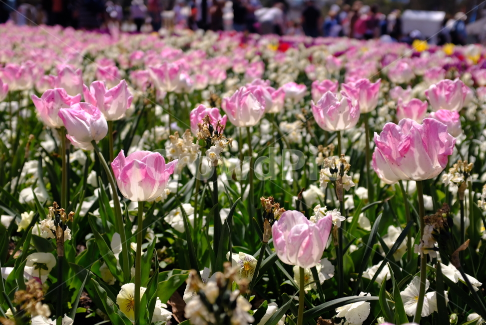 꽃,꽃축제,봄,flowers,florida,캔버라