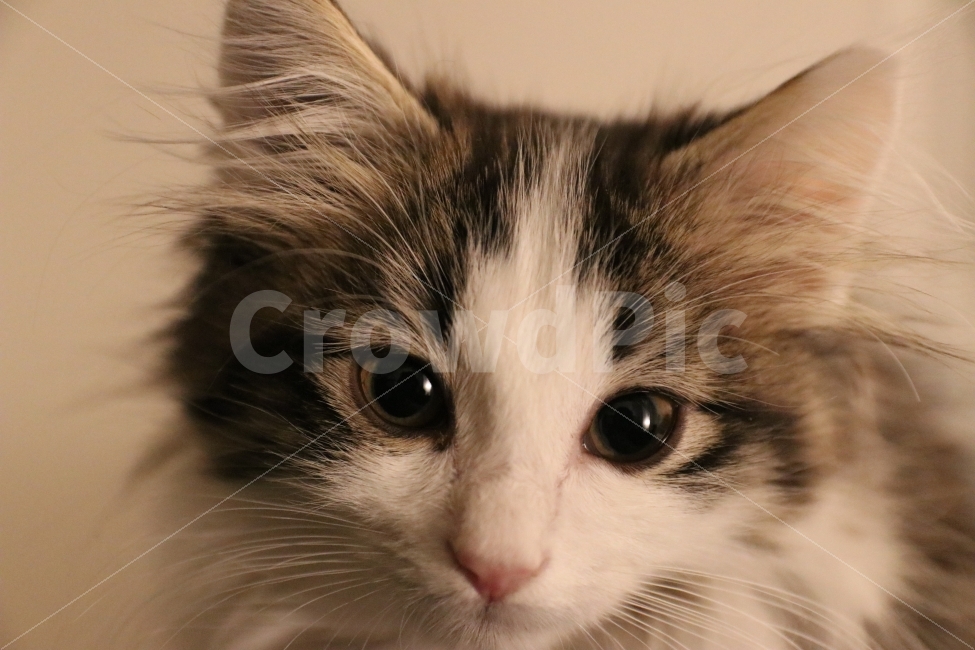 고양이,아기고양이,반려동물,냥이,애완동물,노르웨이숲,동물,animal,포유류,mammal,고양이,cat,kitten,kitty