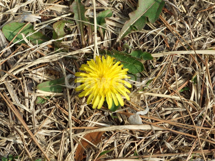 식물,꽃,꽃잎,flower,민들레,식물,자연,plants,nature,꽃,flower