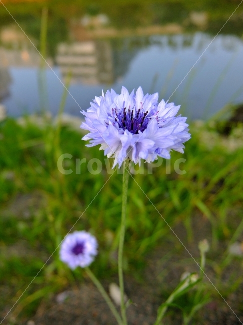 꽃,들꽃,야생화,국화,민들레,강변,자연,야생,생화,식물,자연,plants,nature,꽃,flower