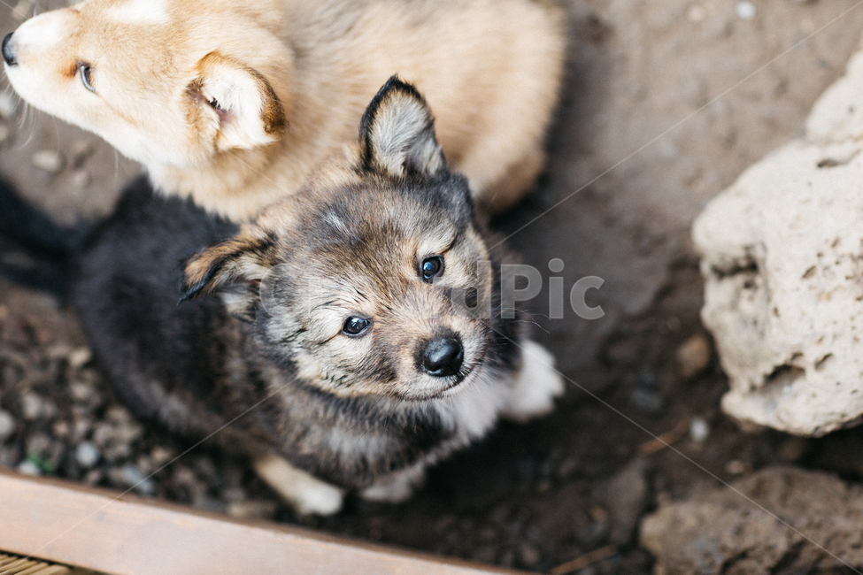멍멍이,강아지,댕댕이,dog,똥개,귀여운,동물,아기강아지,개,동물,animal,포유류,mammal,개,강아지,dog,doggy