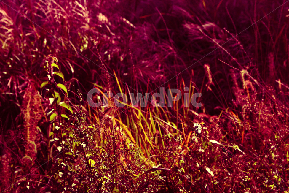 식물,들풀,풀,잡초,들판,자연,풍경,식물,자연,plants,nature