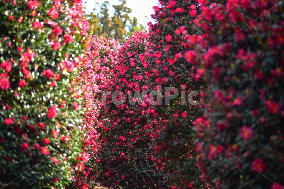 제주,위미리,동백,동백꽃,동백나무,겨울,꽃,식물,자연,plants,nature,꽃,flower