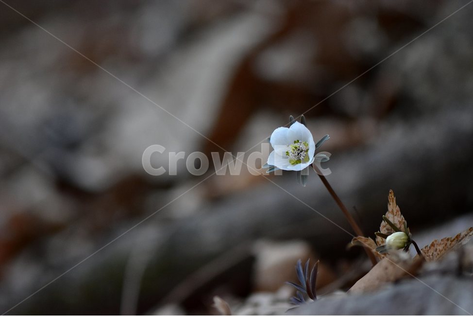 변산바람꽃,2018년,3월,야생화,꽃,생태,식물,자연,들꽃,산꽃,봄,감성,힐링,플라워,계절,시즌,wild,Flower,plants,nature,spring,season,배경,나무,목본,풀,초본,미나리아재비과,너도바람꽃속,flower,생태사진,봄꽃,변산,원조,자생지,오리지널,식물,자연,plants,nature,꽃,flower