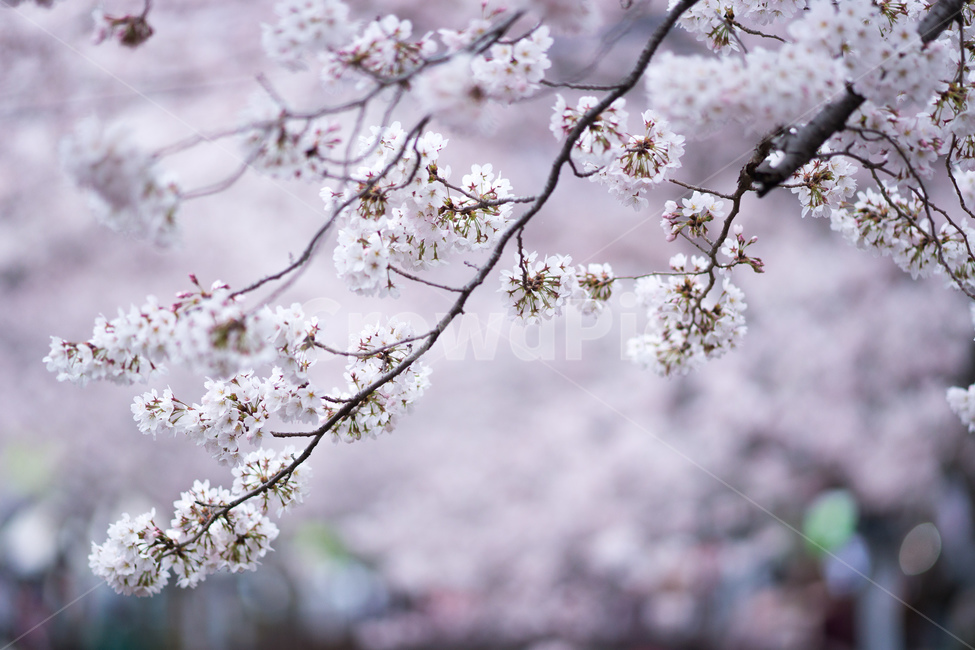 벚꽃,진해,군항제,봄,풍경,축제,봄꽃,로망스다리,봄,계절,spring,season,식물,자연,plants,nature,꽃,flower,plant,blossom