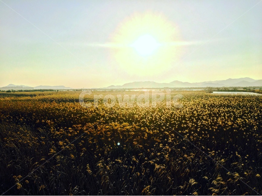 노을,sunset,해질녘,낙동강,riverside,강변,자연,풍경,nature,landscape,한국자연풍경,한국자연경관,korea nature landscape,grassland,목초지,field,들,outdoors,옥외,light,빛,flare,플레어,rural,농촌,farm,농장