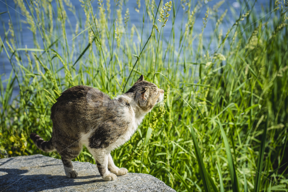 고양이,일광욕,강,동물,공원