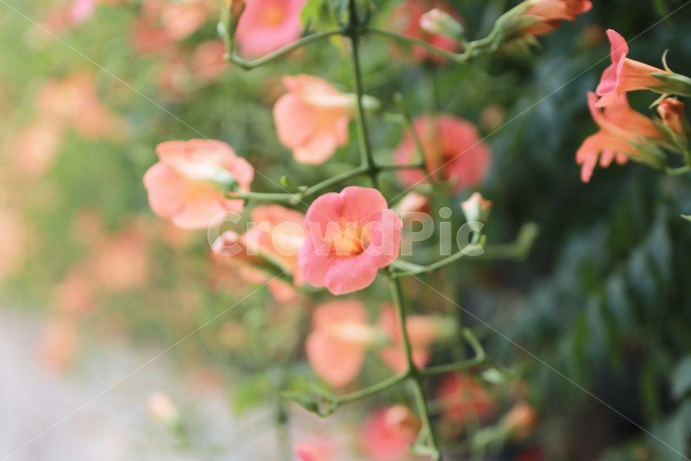 능소화,여름꽃,주황색,꽃,감성,식물,자연,plants,nature,꽃,flower