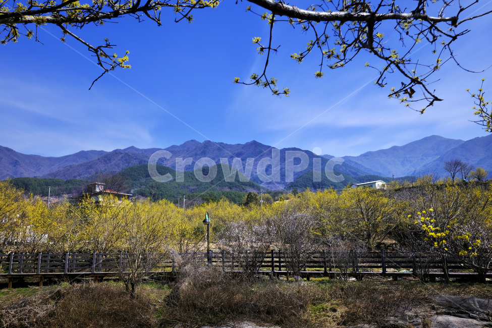 구례,산수유,풍경,봄,자연,nature,자연,풍경,nature,landscape