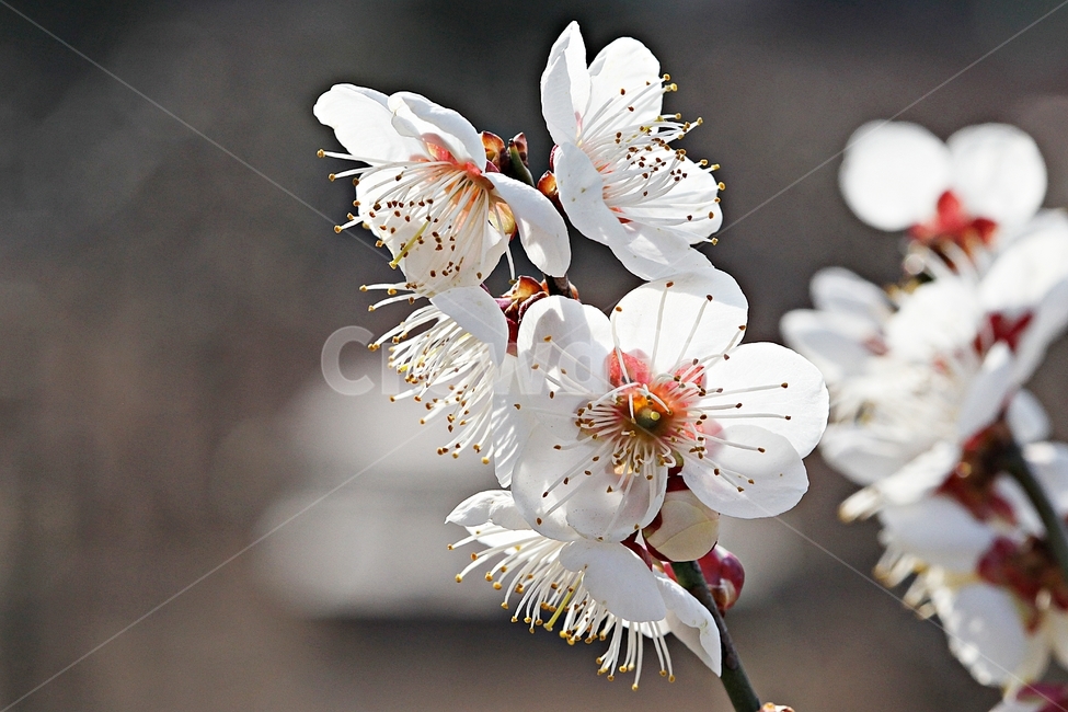 매화꽃,매화,꽃,나무,자연,배경,봄,계절,spring,season,식물,자연,plants,nature,꽃,flower,plant