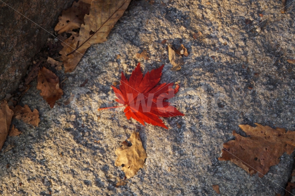 가을,낙엽,자연,식물,단풍,가을,계절,fall,autumn,season,식물,자연,plants,nature,plant,leaf,잎,tree,나무,maple leaf,단풍잎
