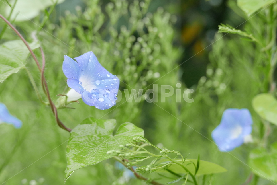 plant,식물,flower,꽃,나팔꽃,파랑,이슬,녹색,식물,자연,plants,nature,꽃,flower