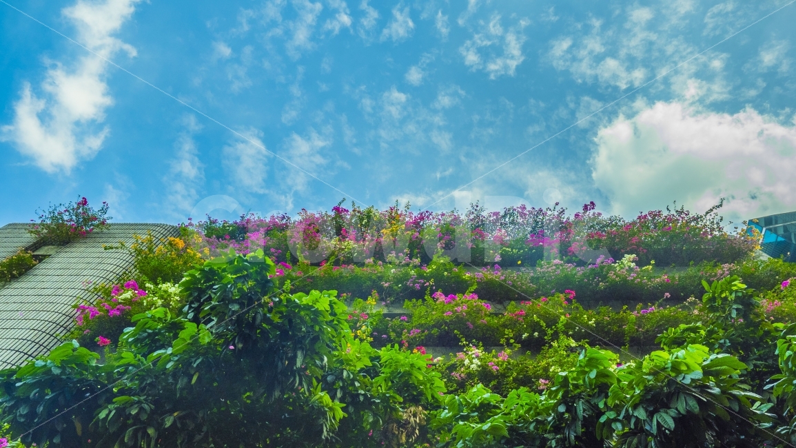 태국,방콕,꽃,하늘,색감,동남아,thailand,thai,bangkok,flower,sky,colors,colours,자연,풍경,nature,landscape,해외,외국,세계,foreign,oversea,world,outdoors,옥외,field,들,grassland,목초지,meadow,farm,농장,rural,농촌