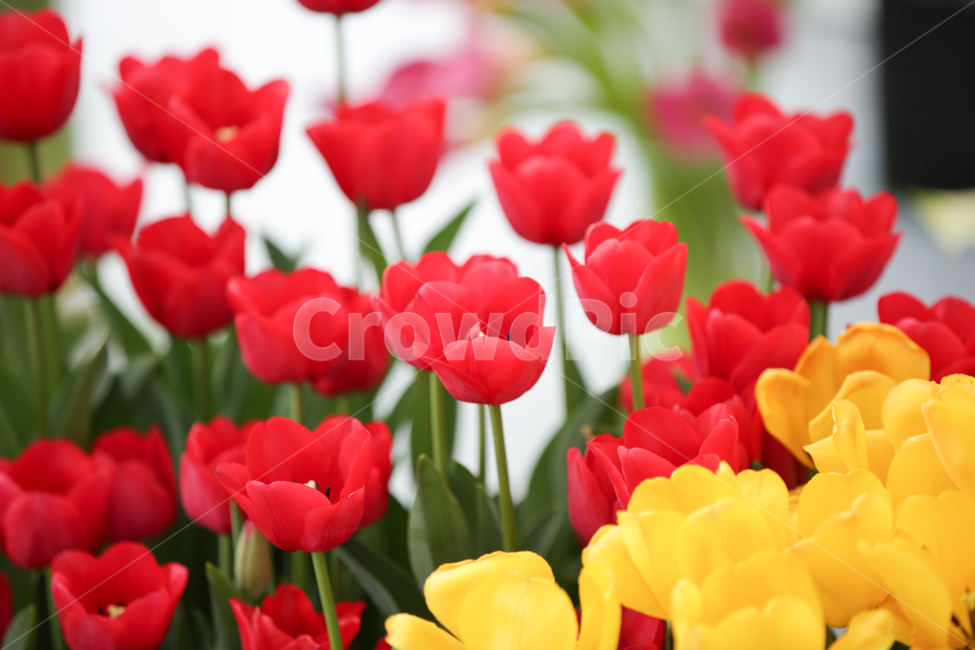 튤립,튤립축제,태안튤립축제,tulip,백합목,백합과,봄꽃,봄,계절,spring,season,식물,자연,plants,nature,꽃,flower,plant,blossom