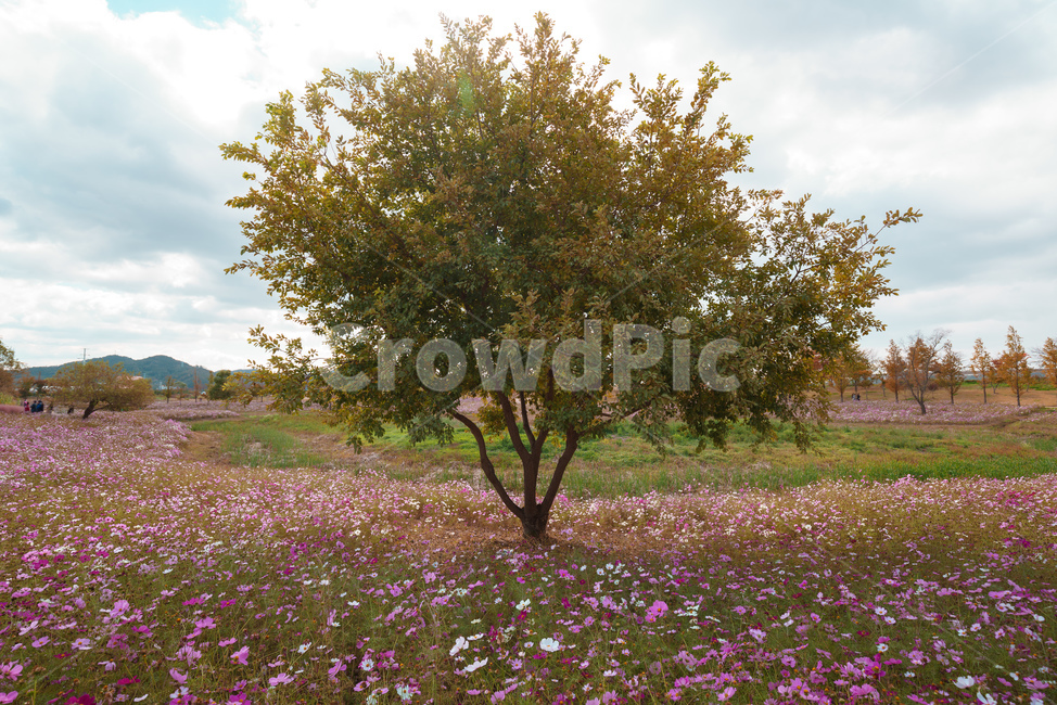나무,공원,꽃밭,풍경,자연,하늘,landscape,sky,배경화면,가을,계절,fall,autumn,season,자연,풍경,nature,landscape,field,들,grassland,목초지,outdoors,옥외,tree,plant,식물
