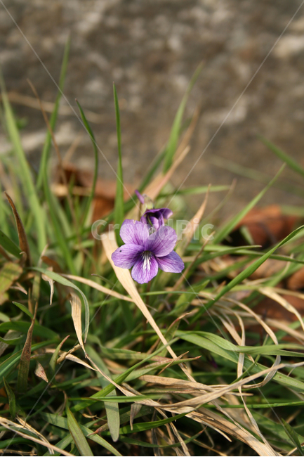 제비꽃,보라색,봄,봄날,감성,spring,flower,풍경,식물,꽃,봄,계절,spring,season,식물,자연,plants,nature,꽃,flower,plant,blossom,geranium,제라늄