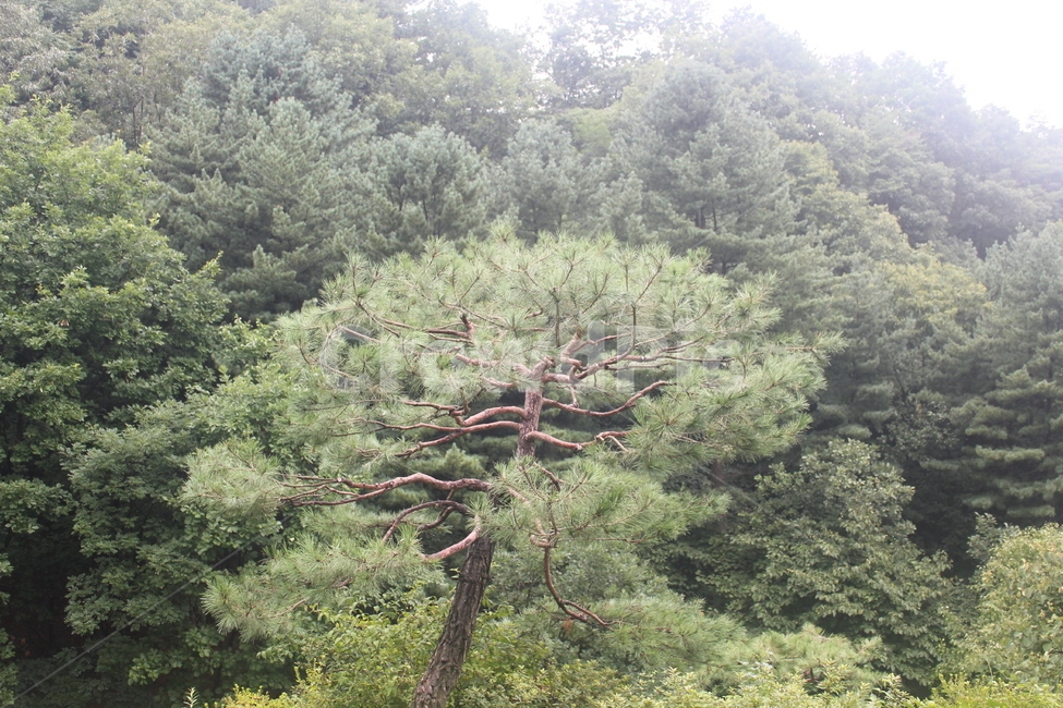 나무,자연,산,경관,식물,자연,풍경,nature,landscape,tree,plant,fir,전나무