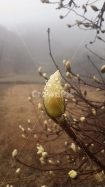 목련꽃,봄비,빗방울,안개,순수,백목련,꽃망울,raindrop,fog,yulan,감성,봄,꽃,깨끗한마음,식물,자연,plants,nature,꽃,flower,비,비오는날,rain,rainy