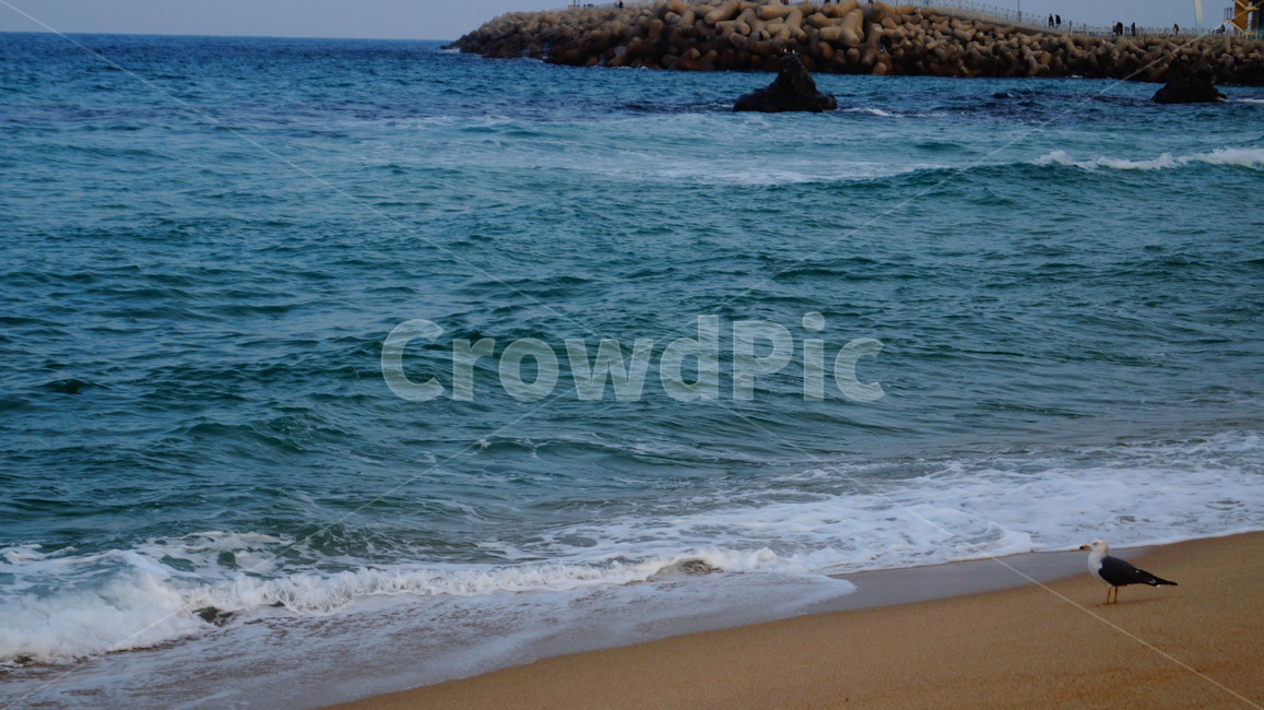 바다,푸름,파도,모래사장,하늘,자연,풍경,nature,landscape,해변,바다,beach,sea,동물,animal,조류,새,birds,bird,ocean,대양,outdoors,옥외,water,물,promontory,곶