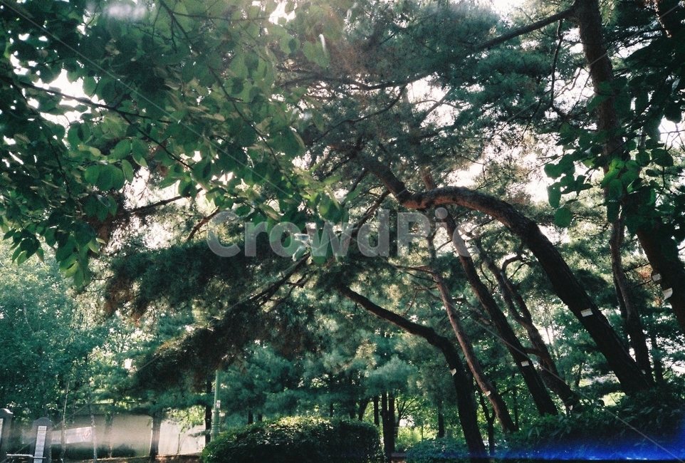 나무,울창한,숲,초록,소나무,자연,자연,풍경,nature,landscape,tree,plant,식물,tree trunk,나무 줄기