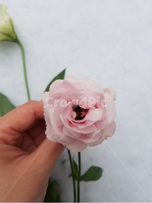 눈,겨울,꽃,식물,하얀색,분홍색,장미,유칼립투스,보타닉,winter,white,pink,꽃다발,첫눈