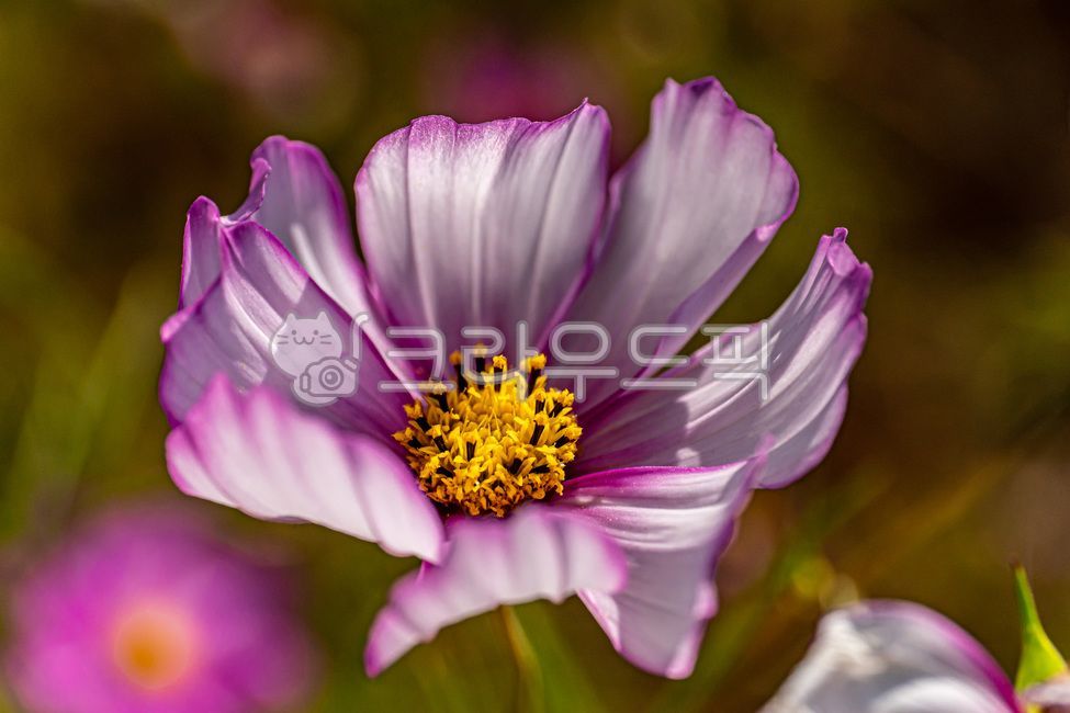 close up,macro,nature,floralleaf,cosmos,Cosmos,flower,petal,fall,closeup,plants,affix,plant,fall flowers,october,autumn