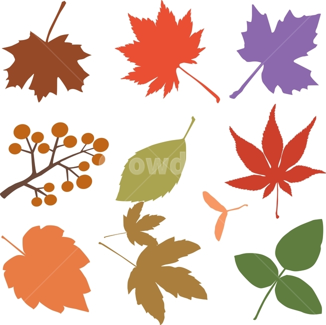 벡터,eps,vector,가을,낙엽,leaves,autumn,fall,season,colorful,가을소스,디자인소스,패턴,pattern,패턴소스,잎새,잎사귀,식물,다양한,various,different,fallenleaves,일러스트레이션,illustration,단풍잎,은행잎,클로버,토끼풀,아카시아잎,떡갈나무,참나무잎,플라타너스,단색,가을분위기,가을소재,시즌,계절,9월,10월,11월,가을,계절,fall,autumn,season,그래픽,일러스트레이션,graphic,illustration,plant,leaf,잎,maple leaf