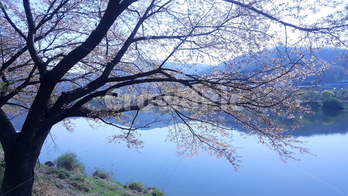봄,꽃,벚꽃,강변,자연,식물,자연,plants,nature,꽃,flower