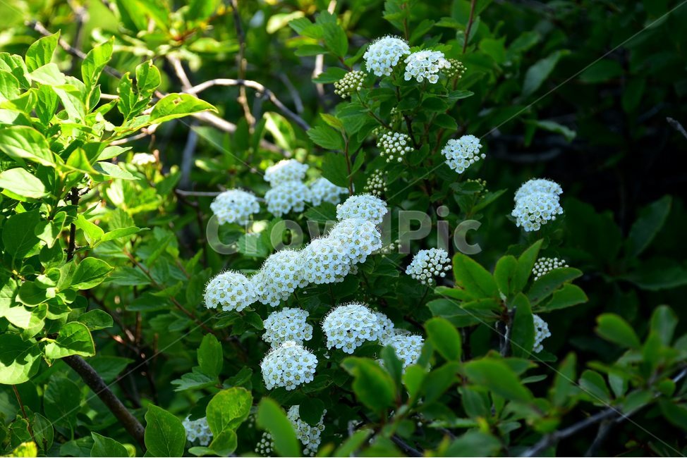설악조팝나무,야생화,꽃,식물,자연,생태,플라워,flower,plants,nature,식물,자연,plants,nature,꽃,flower