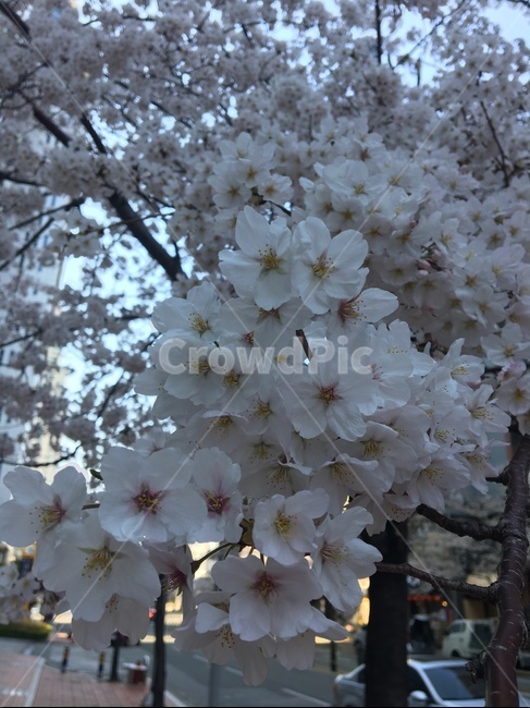 벚꽃,꽃,분홍색,봄,나무,cherryblossoms,pink,spring,tree,flower