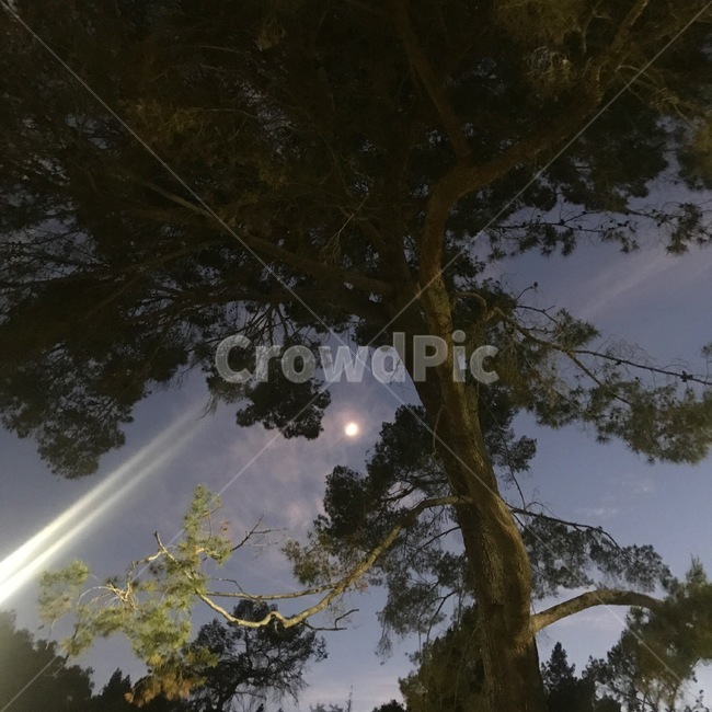 밤하늘,나무,하늘,달,달빛,구름,밤,저녁