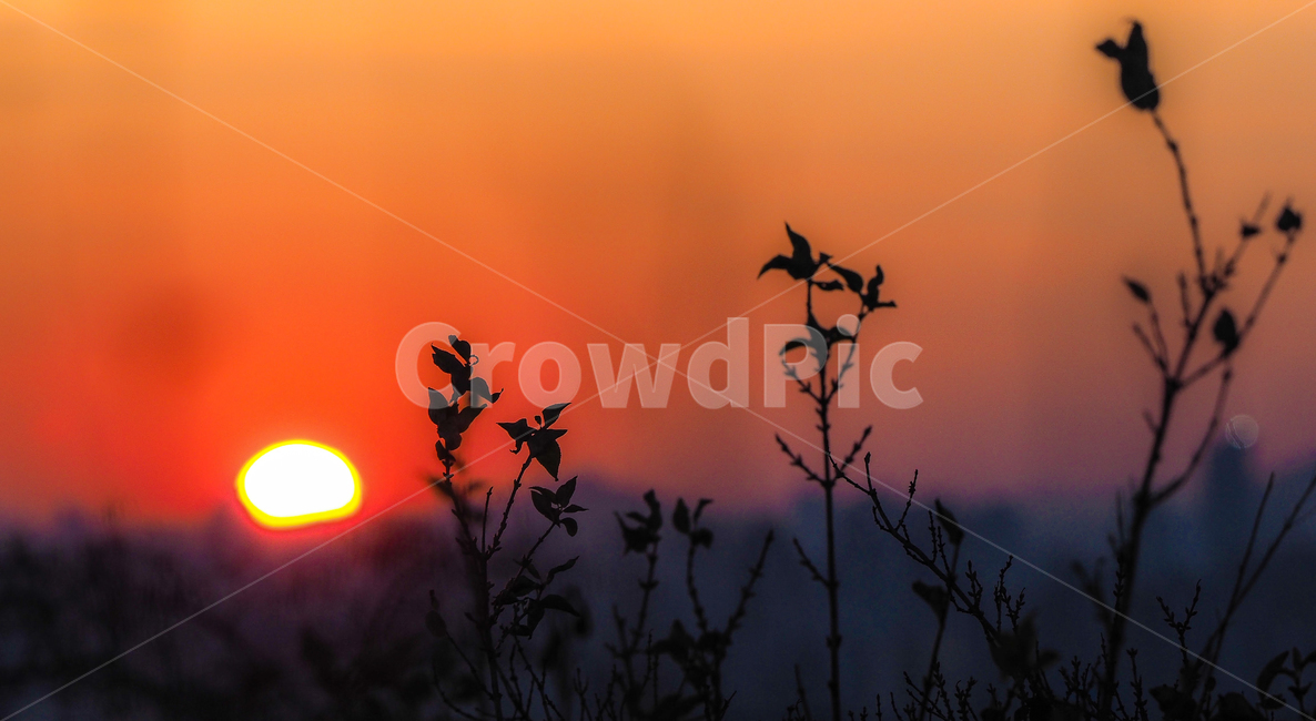 일출,갈대공원,태양,sunrise,새벽,자연,풍경,nature,landscape,dusk,황혼,sunset,일몰,outdoors,옥외,sky,하늘,dawn,red sky,붉은 하늘,flare,플레어,light,빛,sunlight,햇빛