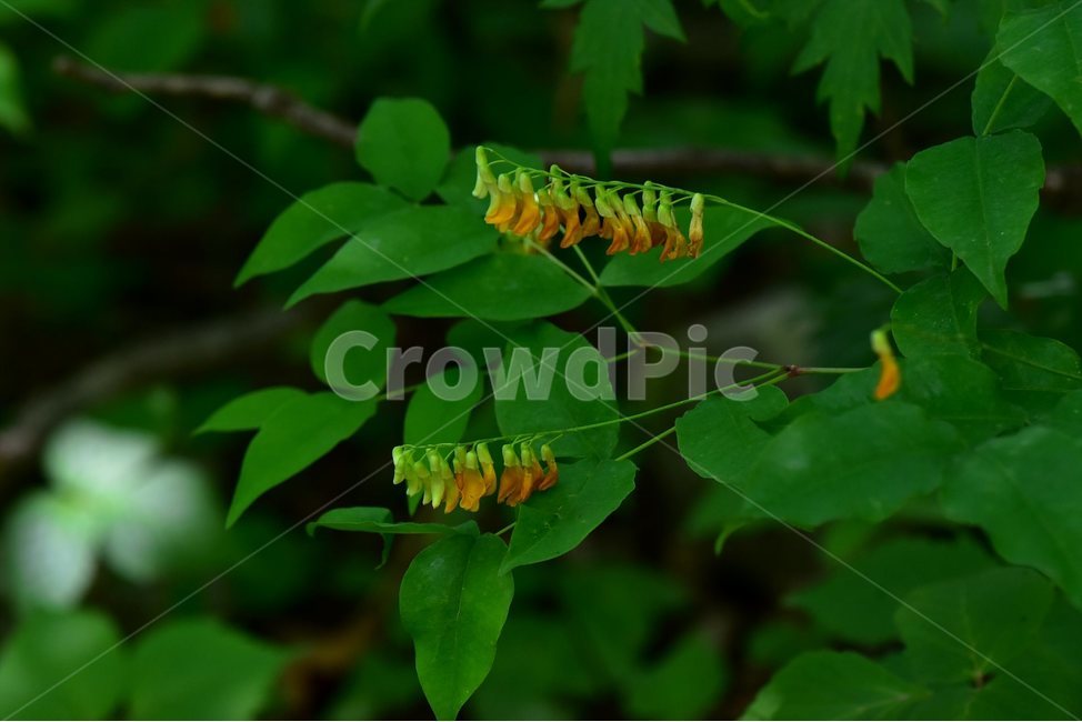 노랑갈퀴,야생화,꽃,식물,자연,생태,플라워,flower,plants,nature,식물,자연,plants,nature,꽃,flower