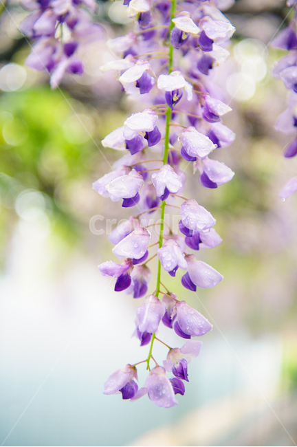 봄,등꽃,등나무꽃,등나무,보라,wisteriaflower,flower,spring,봄,계절,spring,season,식물,자연,plants,nature,꽃,flower,감성,sensible,feeling,plant,blossom