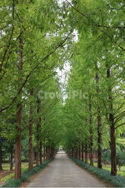 메타세콰이어길,메타세쿼이어,푸르름,풍경,여름,자연,풍경,nature,landscape,outdoors,옥외,garden,정원,arbour,정자