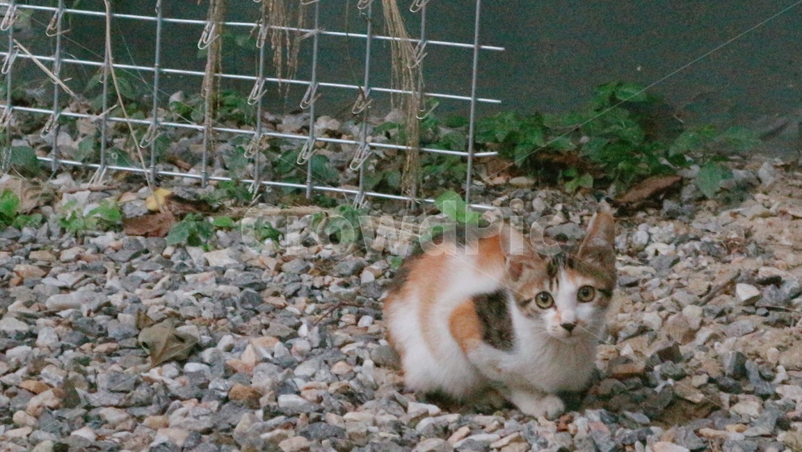 고양이,길고양이,cat,kitten,mammal,포유류,animal,동물,동물,animal,포유류,mammal,고양이,cat,kitten,kitty