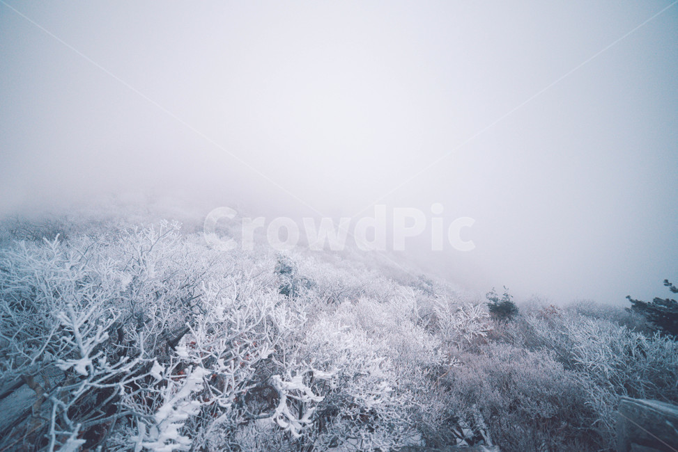 눈,snow,겨울,자연,winter,겨울,계절,winter,season