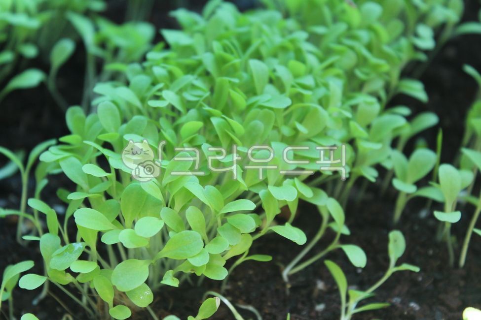 plant, 식물, 새싹, bud, sprout, 사진,이미지,일러스트,캘리그라피 - lapin22작가