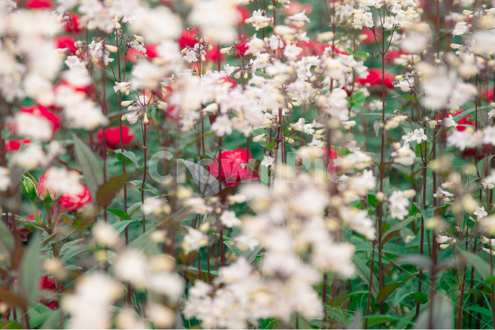 장미,장미꽃,rose,flower,꽃,redrose,빨간장미,식물,자연,plants,nature,꽃,flower,감성,sensible,feeling