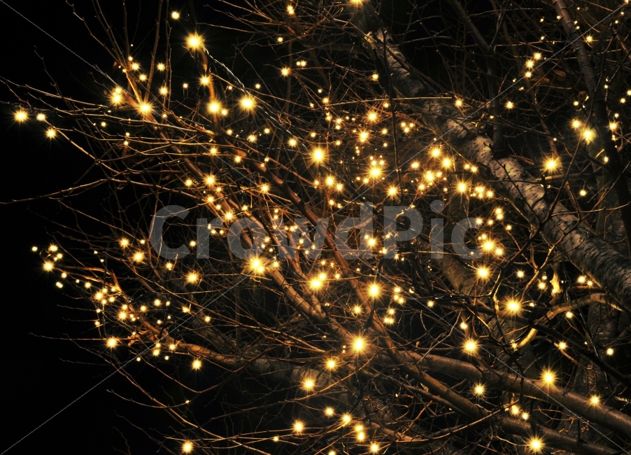 야경,led,나무,빛,겨울,야간출사,식물,자연,plants,nature,감성,sensible,feeling,겨울,계절,winter,season,야경,밤,풍경,nightscape,night,landscape,christmas tree,크리스마스 트리,tree,plant,ornament,장식