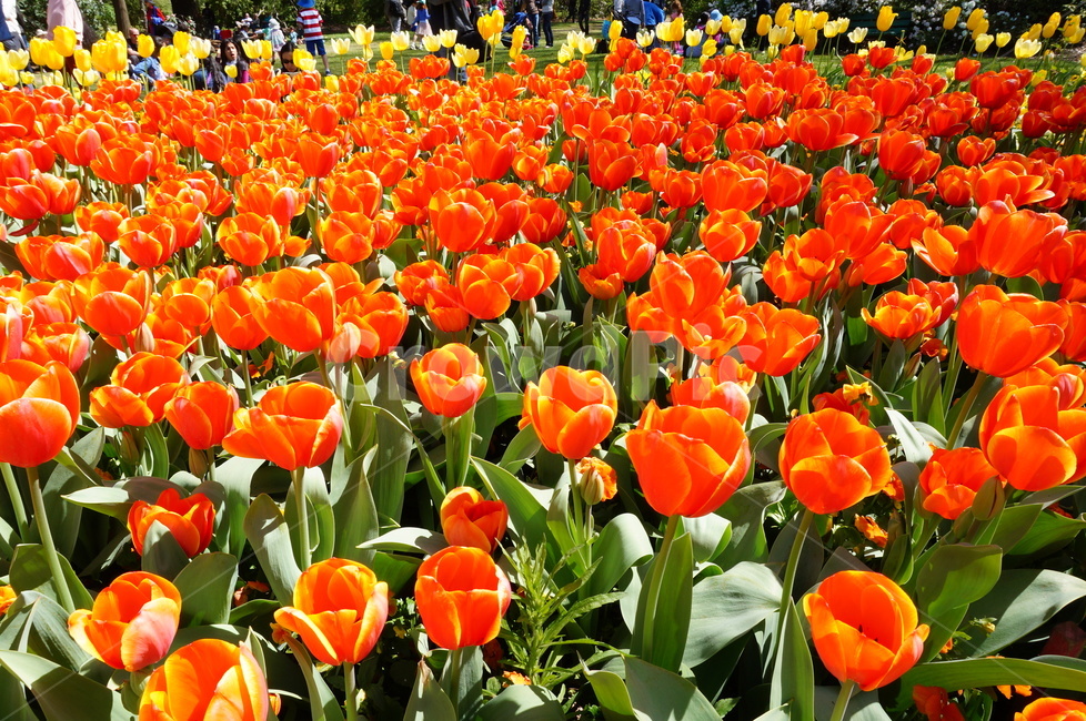 튤립,주황,주황색,orange,orangetulip,tulips,flower,꽃,봄,봄,계절,spring,season,식물,자연,plants,nature,꽃,flower,plant,blossom