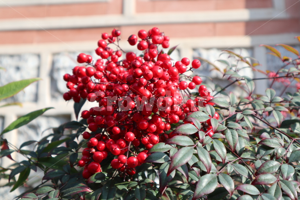 식물,열매,레드,빨강,잎,식물,자연,plants,nature,과일,열매,fruit