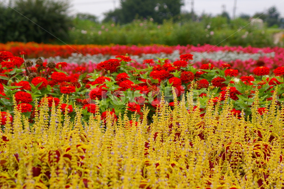 꽃,식물,blossom,flower,plant,화단,식물,자연,plants,nature,꽃,flower