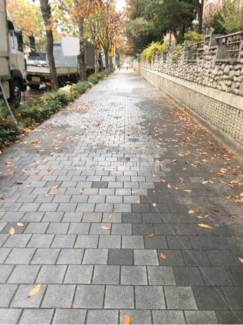 담,벽,wall,거리,street,보도블럭,sidewalkblock,보도,walkway,sidewalk,풍경,scenery,나무,tree,낙엽,deciduous,잎,leaf,생활,life,바닥,땅,ground,floor,flooring,식물,plant,path,판석,flagstone,길,road,통로