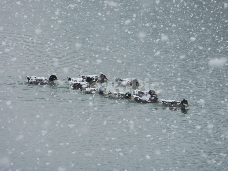 눈,폭설,오리,호수,풍경,설경,snow,duck,bird,새,lake,landscape,겨울,계절,winter,season,동물,animal,조류,새,birds