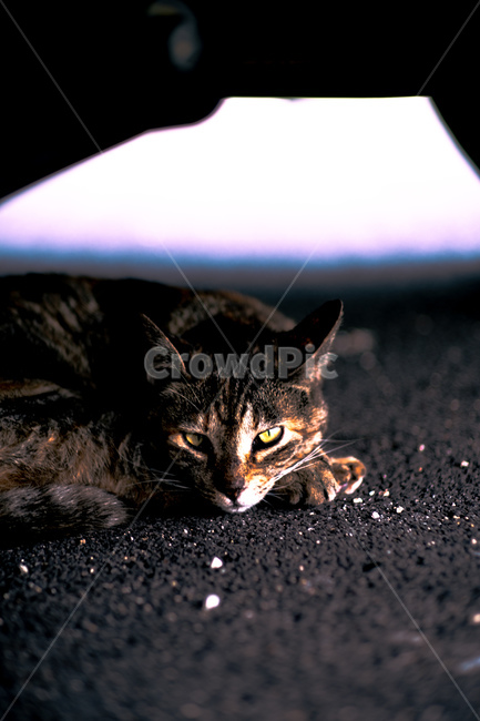 고양이,길고양이,길냥이,반려묘,반려동물,동물,색상,한가함,잔잔함,여유로움,고양이발,육괴,색감,감성