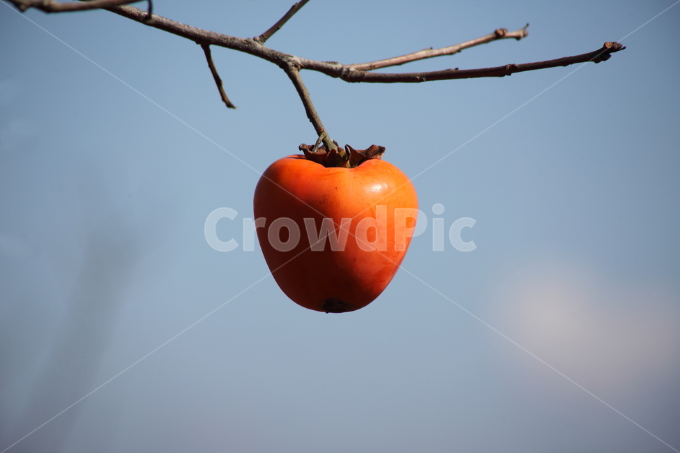 대봉감,감,홍시,가을,persimmon,fruit,식물,자연,plants,nature,과일,열매,fruit