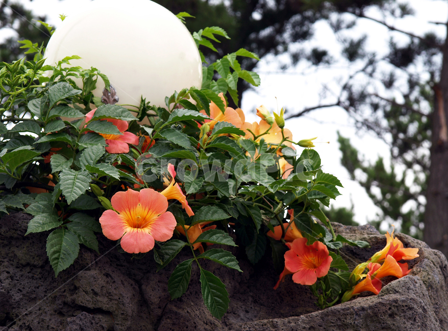 능소화,여름,꽃,식물,금동화,식물,자연,plants,nature,꽃,flower