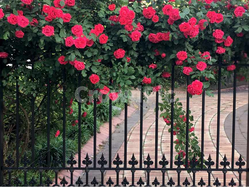 장미,정원,울타리,꽃,봄,식물,식물,자연,plants,nature,꽃,flower