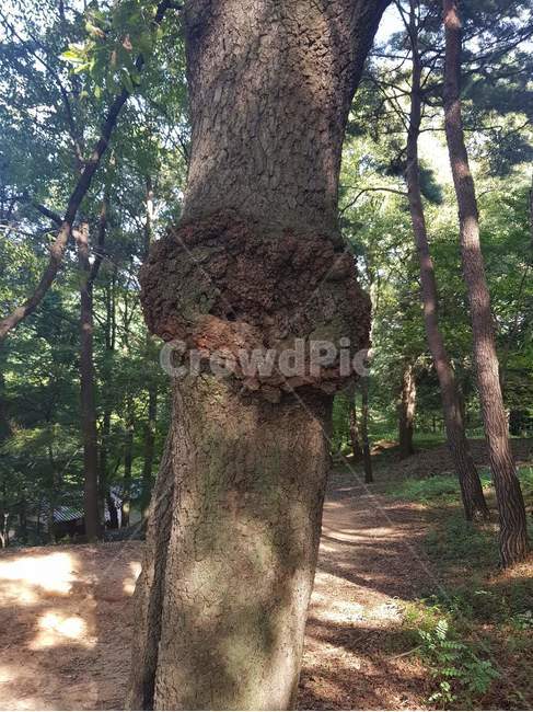 사랑,하트,하트나무,사랑나무,사랑숲